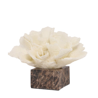 Connor Beige Coral